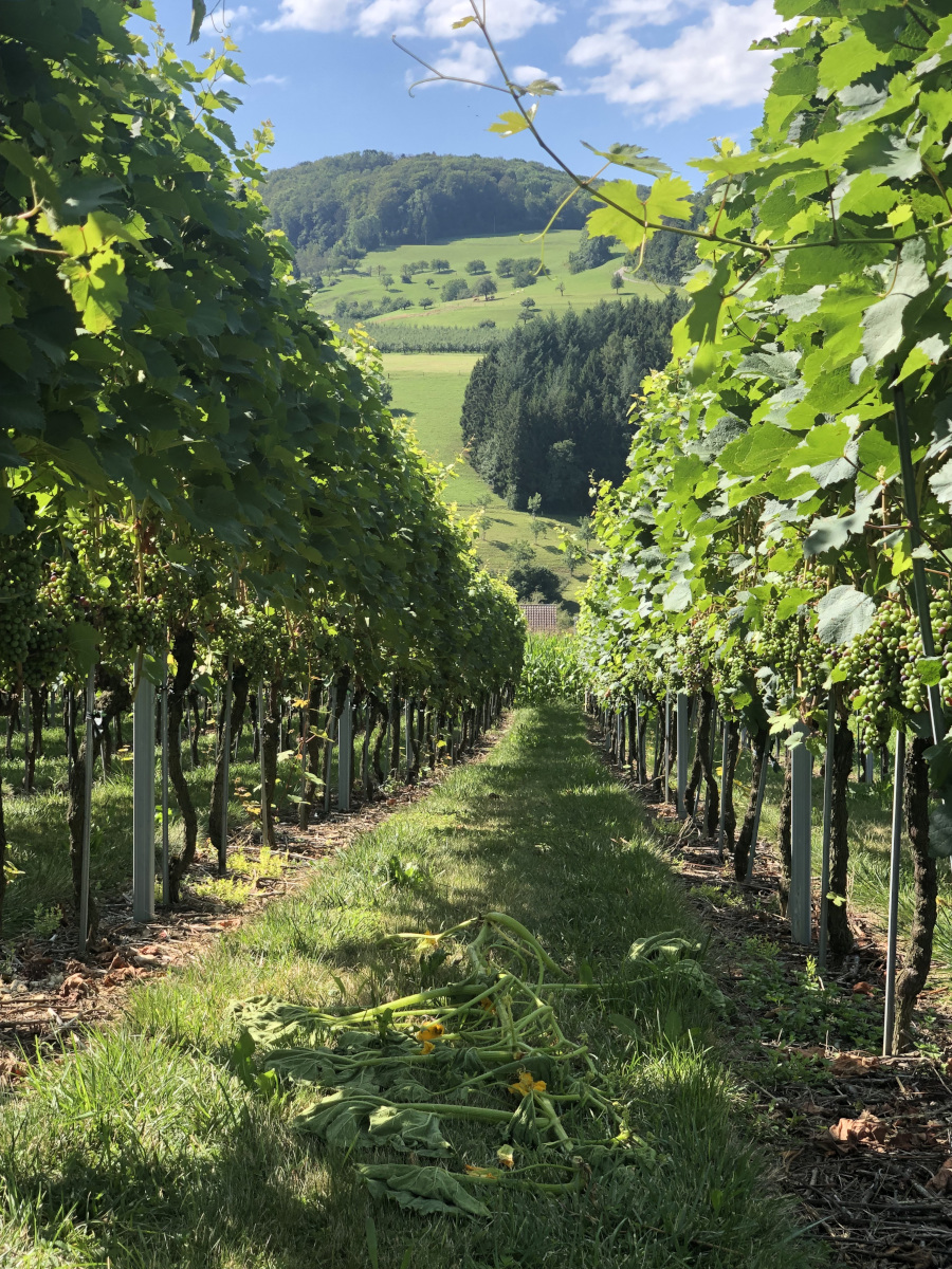 Wine & Dine mit Siebe Dupf Kellerei